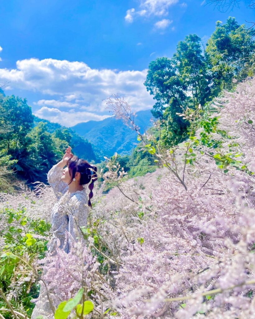 萬年峽谷麝香木