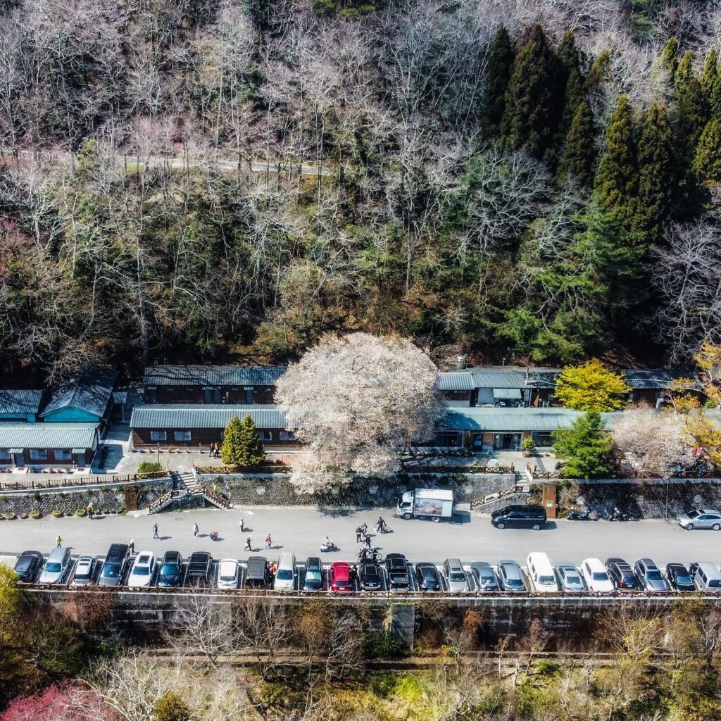觀霧山莊霧社櫻王