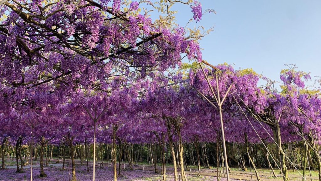 淡水紫藤花園